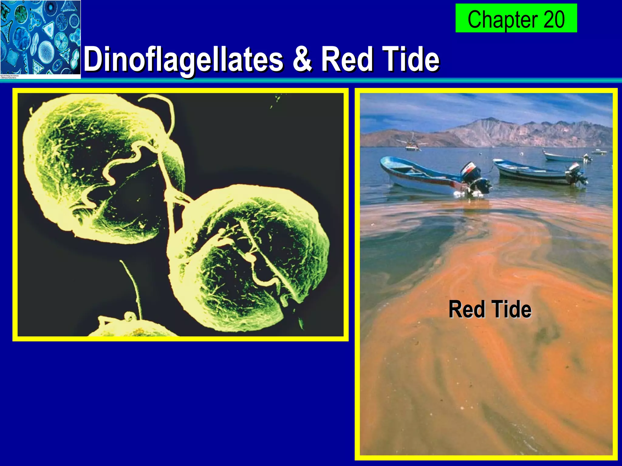 Dinoflagellates & Red Tide Red Tide 