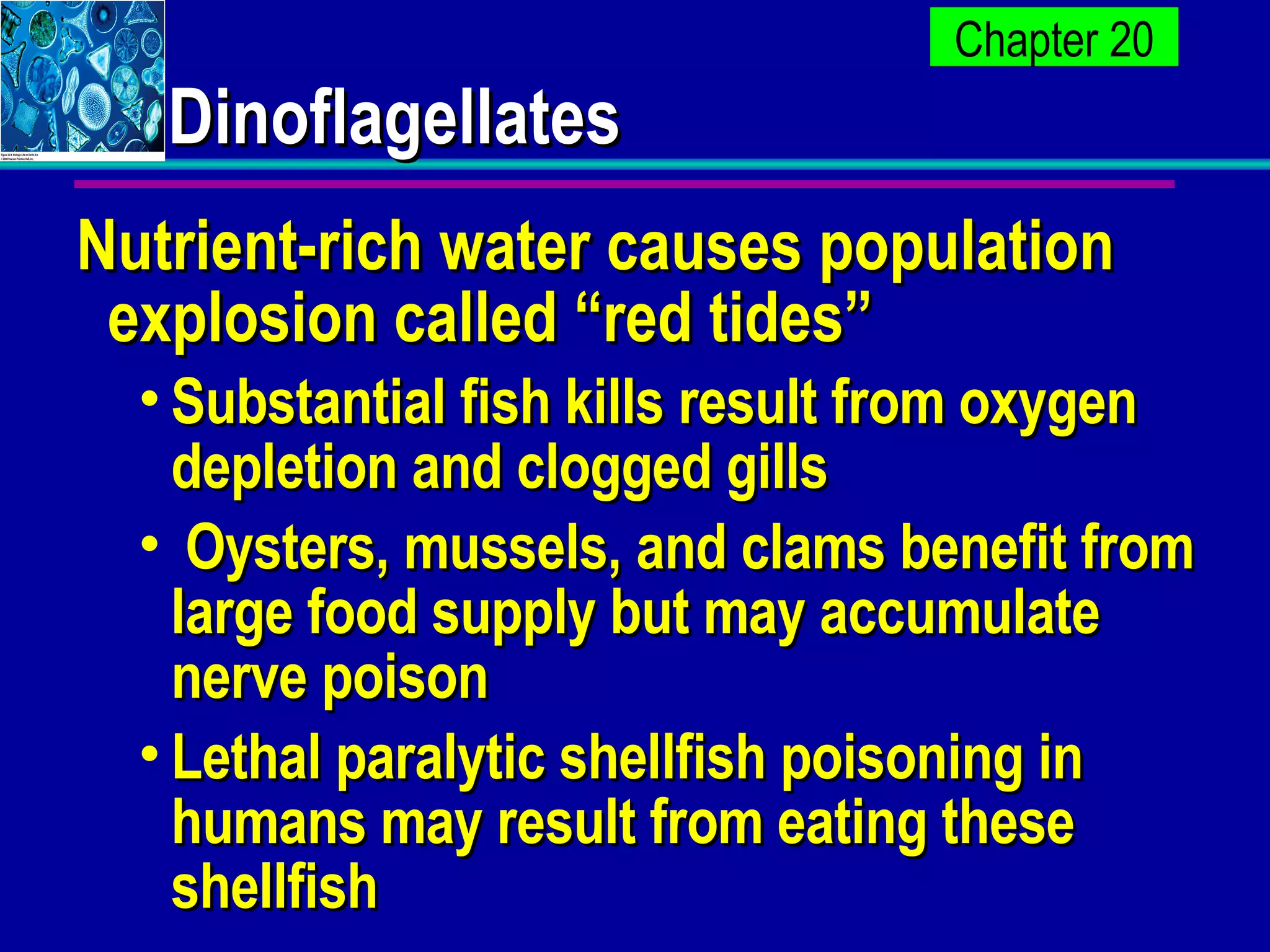 Dinoflagellates Nutrient-rich water causes population explosion called “red tides” Substantial fish kills result from oxygen depletion and clogged gills Oysters, mussels, and clams benefit from large food supply but may accumulate nerve poison Lethal paralytic shellfish poisoning in humans may result from eating these shellfish 