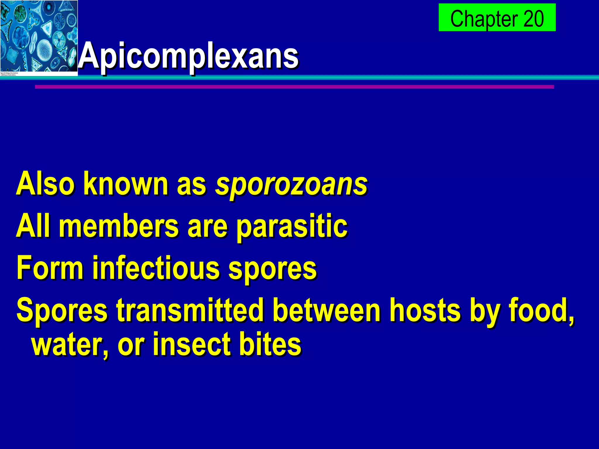 Apicomplexans Also known as  sporozoans All members are parasitic Form infectious spores  Spores transmitted between hosts by food, water, or insect bites 