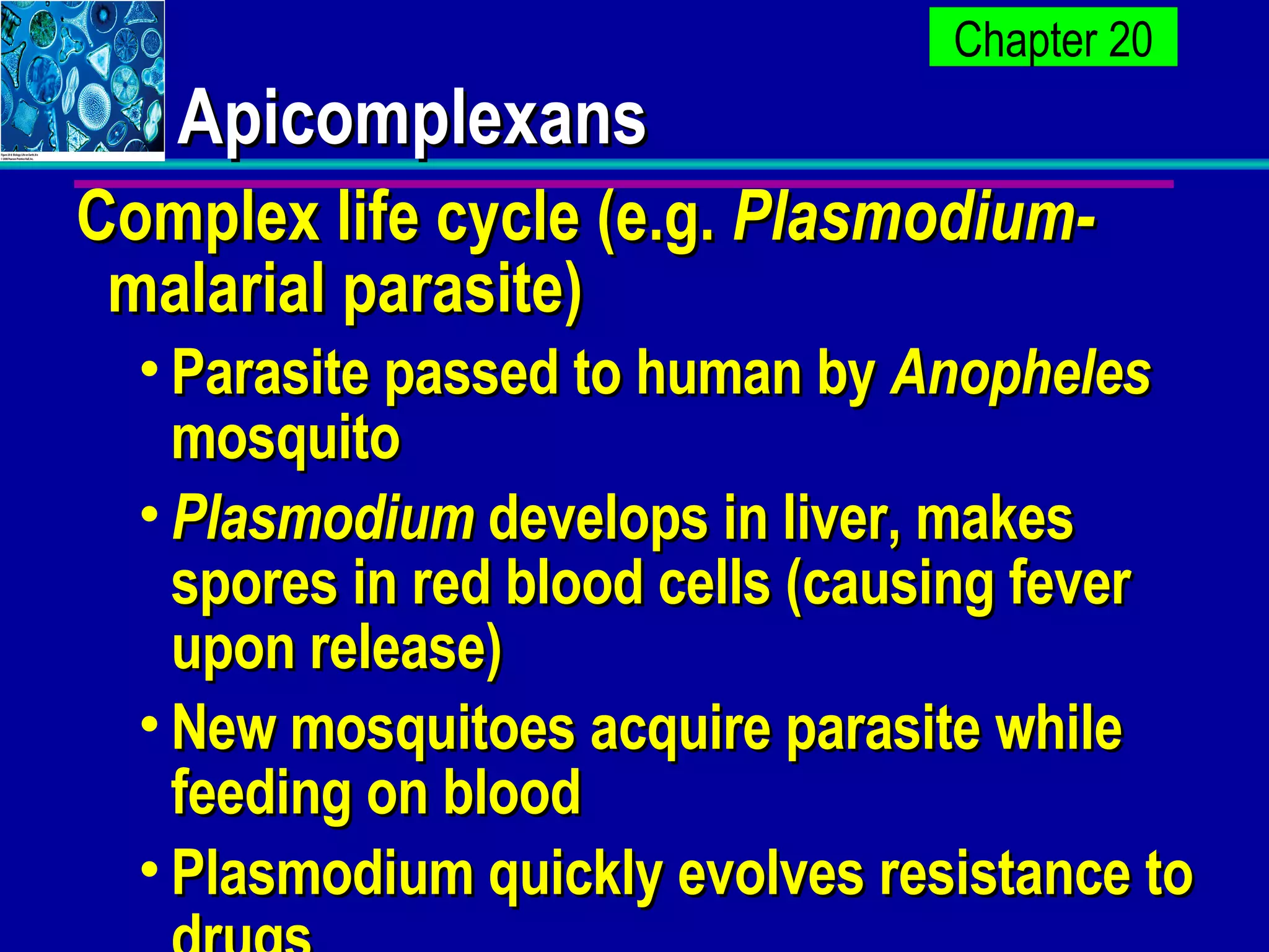 Apicomplexans Complex life cycle (e.g.  Plasmodium-  malarial parasite) Parasite passed to human by  Anopheles  mosquito Plasmodium  develops in liver, makes spores in red blood cells (causing fever upon release) New mosquitoes acquire parasite while feeding on blood Plasmodium quickly evolves resistance to drugs 