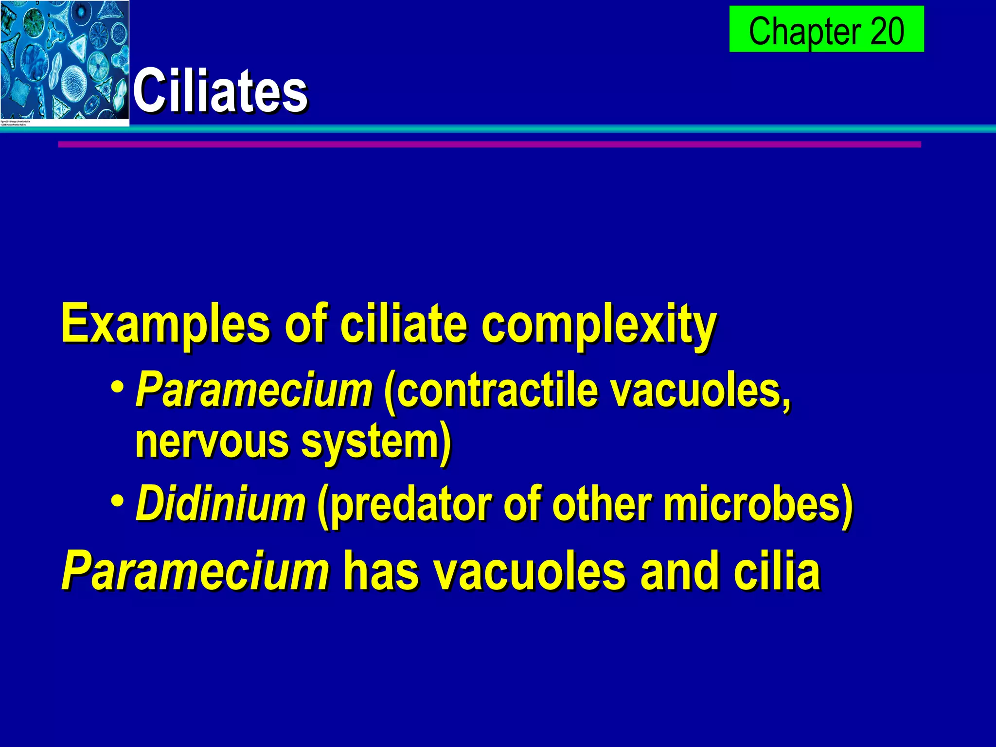 Ciliates Examples of ciliate complexity Paramecium  (contractile vacuoles, nervous system) Didinium  (predator of other microbes) Paramecium  has vacuoles and cilia 