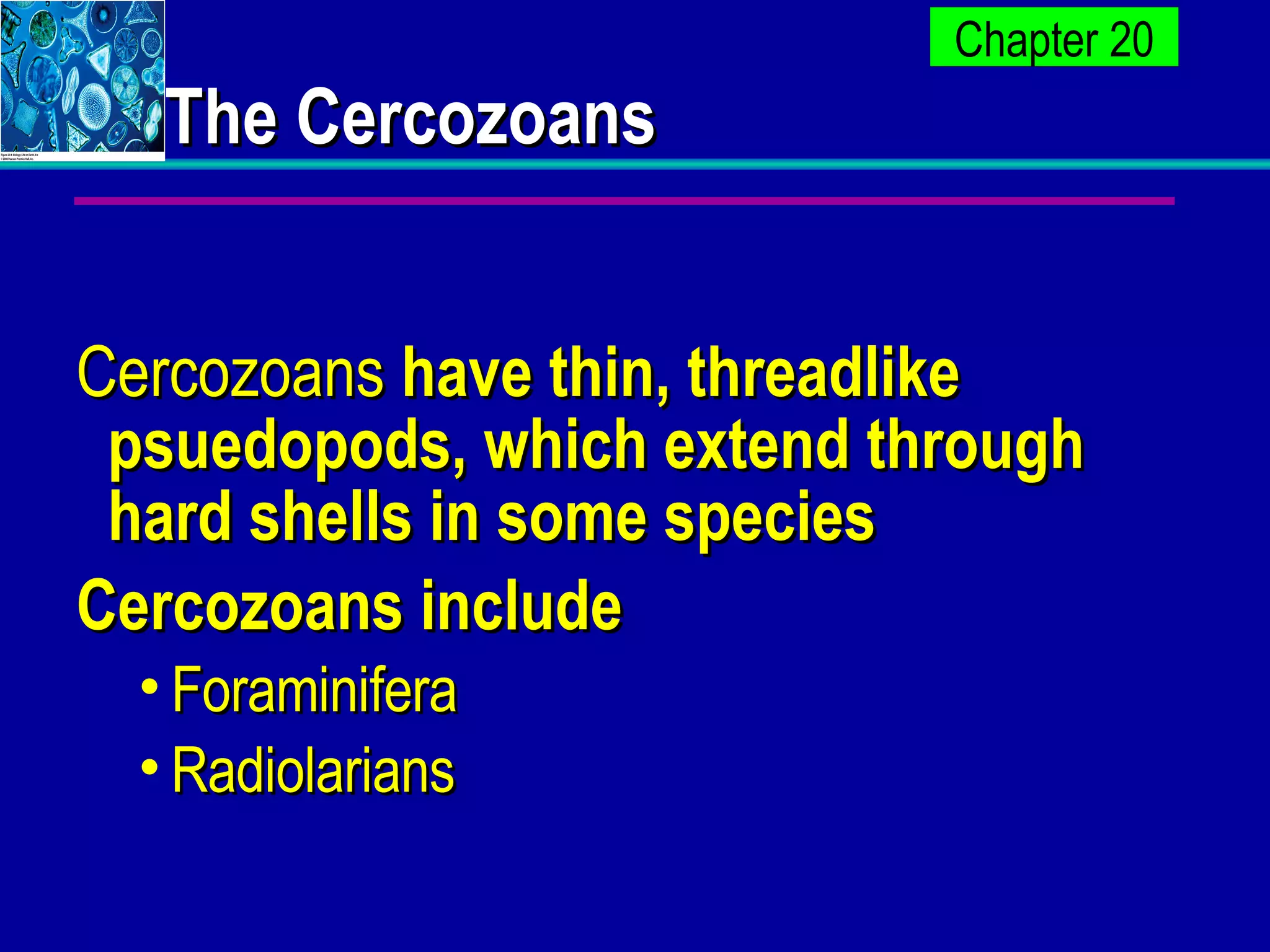 The Cercozoans Cercozoans  have thin, threadlike psuedopods, which extend through hard shells in some species Cercozoans include Foraminifera Radiolarians   