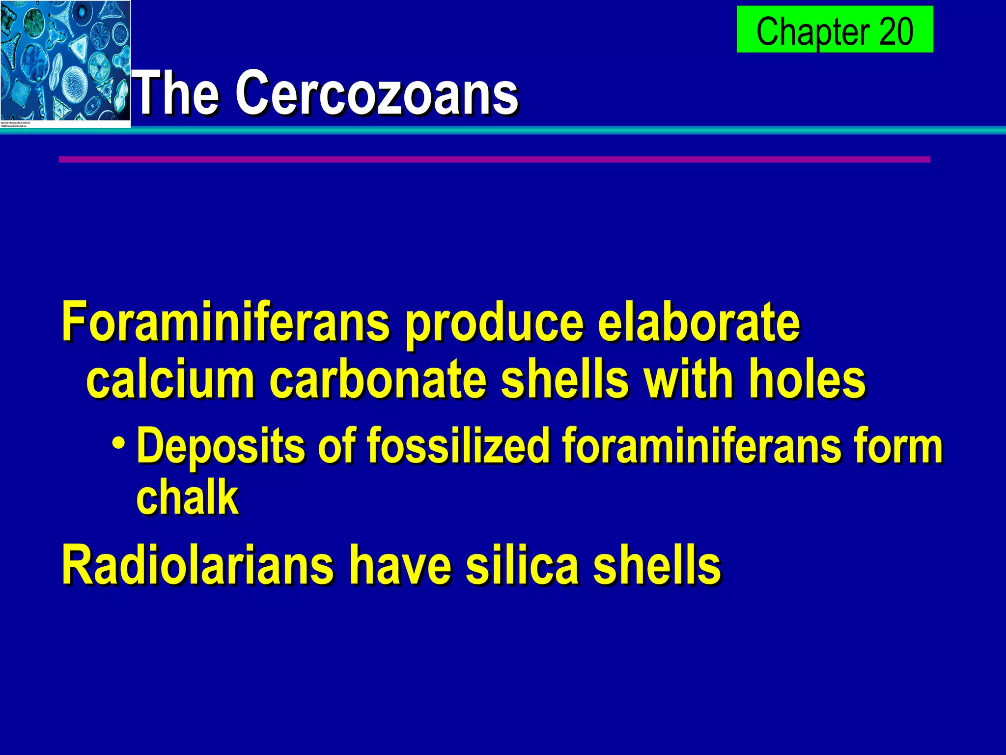 The Cercozoans Foraminiferans produce elaborate calcium carbonate shells with holes Deposits of fossilized foraminiferans form chalk Radiolarians have silica shells 