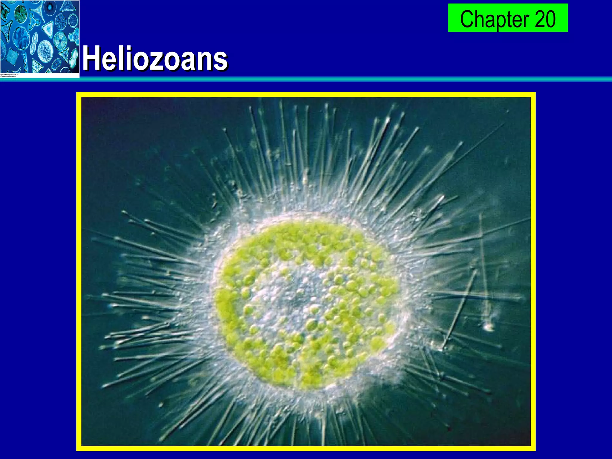 Heliozoans 