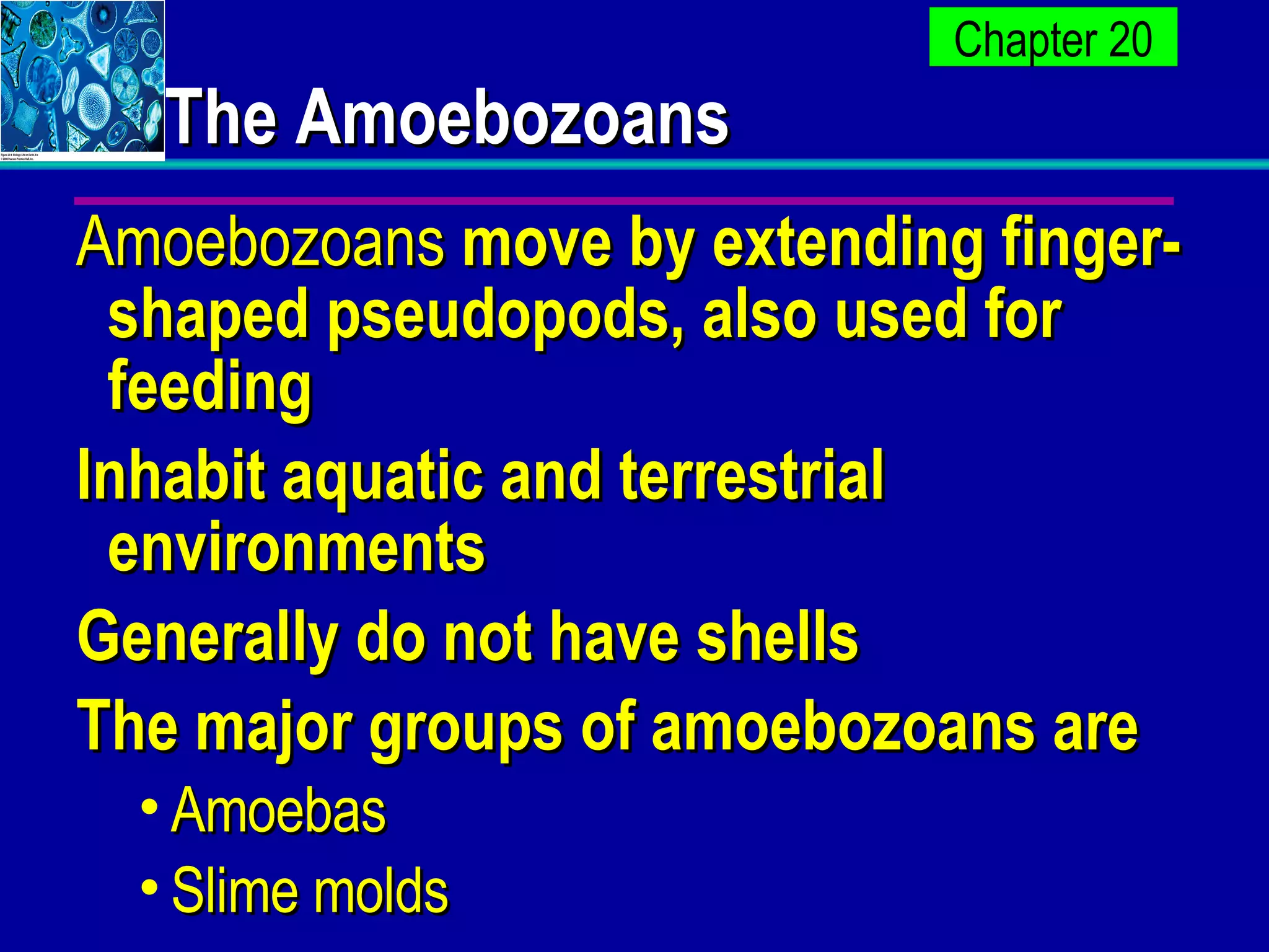 The Amoebozoans Amoebozoans  move by extending finger-shaped pseudopods, also used for feeding Inhabit aquatic and terrestrial environments Generally do not have shells The major groups of amoebozoans are  Amoebas  Slime molds 