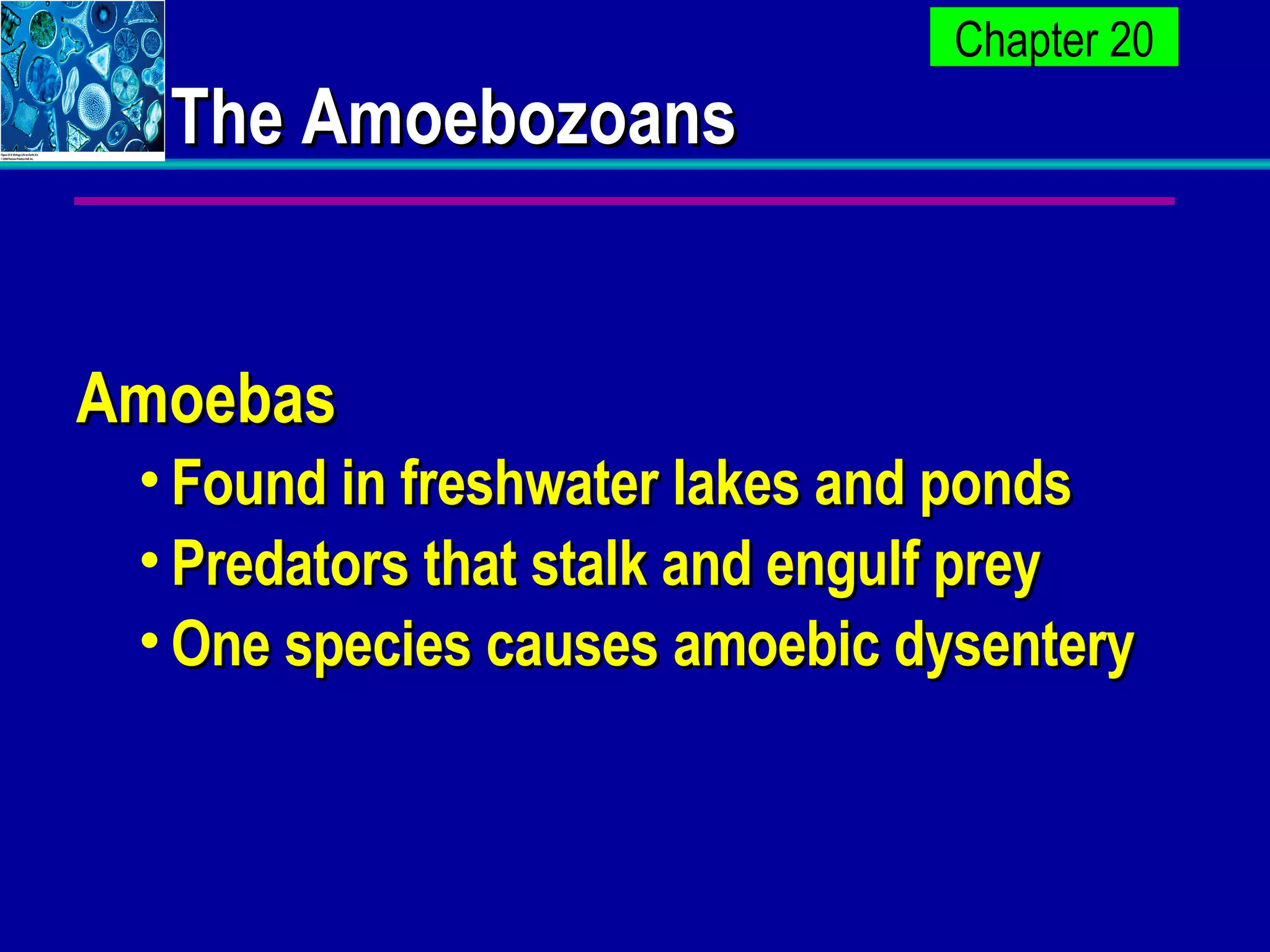 The Amoebozoans Amoebas Found in freshwater lakes and ponds Predators that stalk and engulf prey One species causes amoebic dysentery 