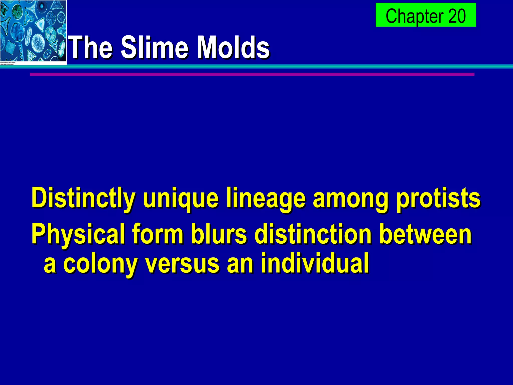 The Slime Molds Distinctly unique lineage among protists Physical form blurs distinction between a colony versus an individual  
