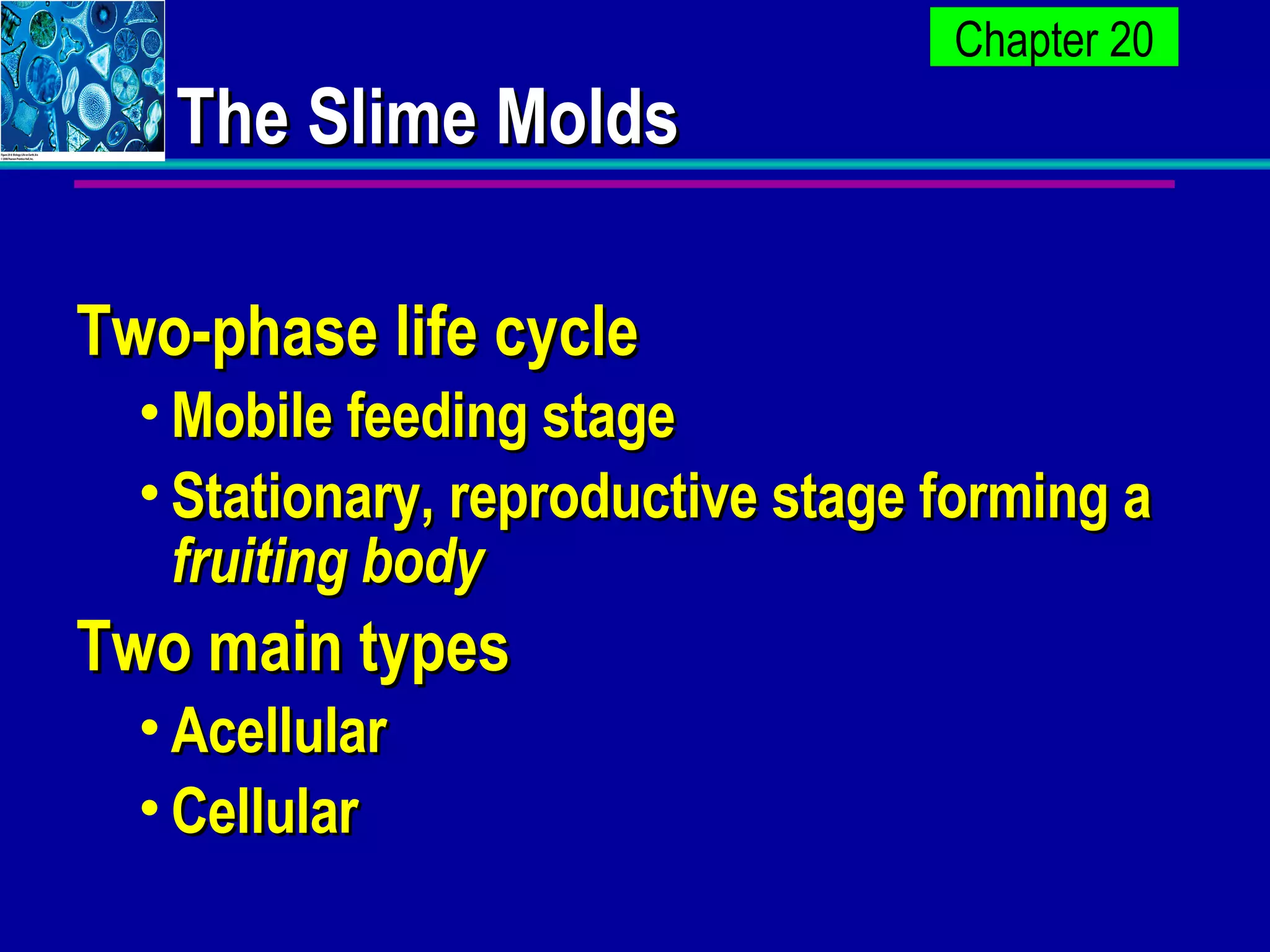 The Slime Molds Two-phase life cycle Mobile feeding stage Stationary, reproductive stage forming a  fruiting body Two main types Acellular Cellular 