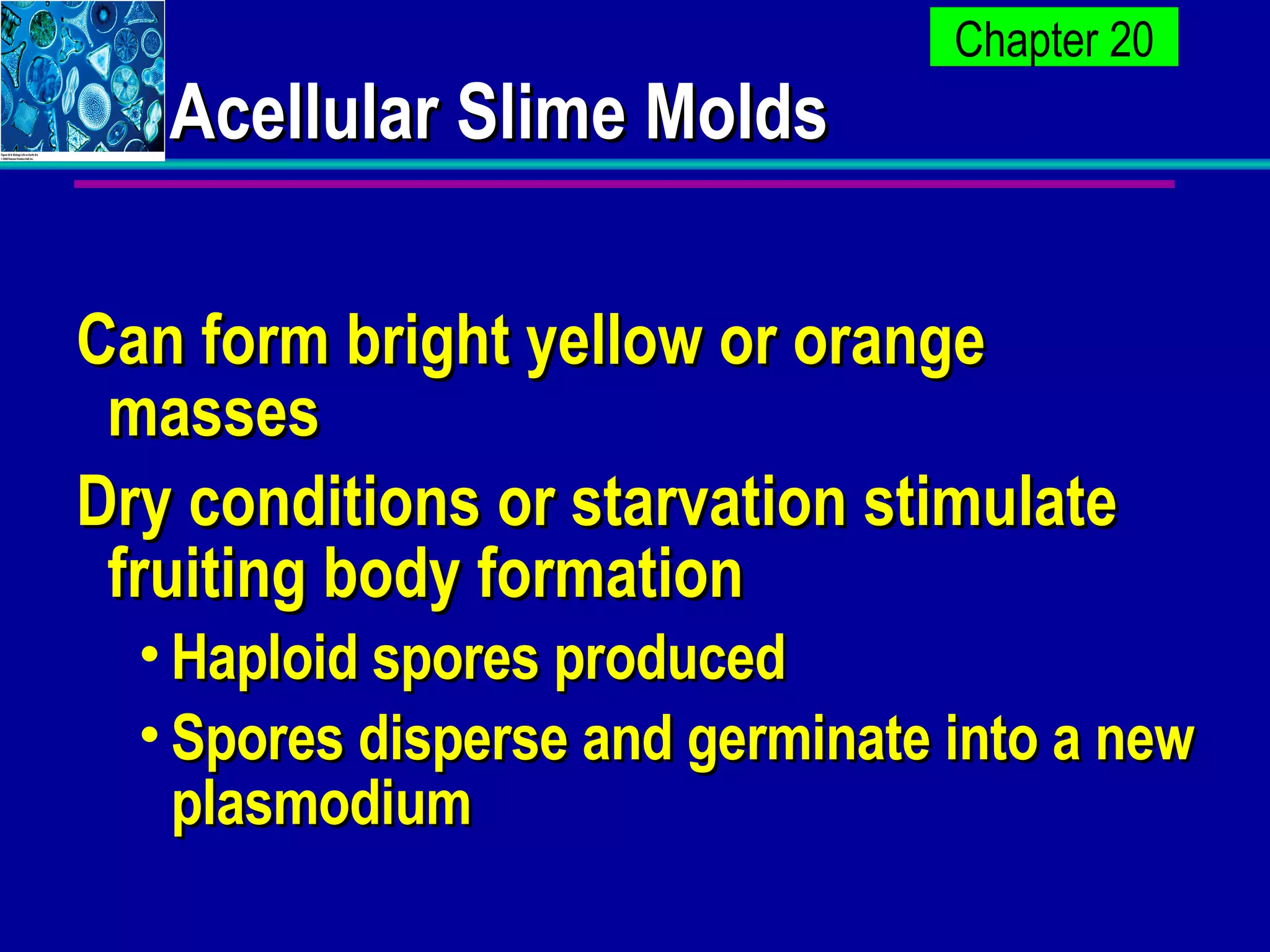 Acellular Slime Molds Can form bright yellow or orange masses Dry conditions or starvation stimulate fruiting body formation Haploid spores produced Spores disperse and germinate into a new plasmodium 