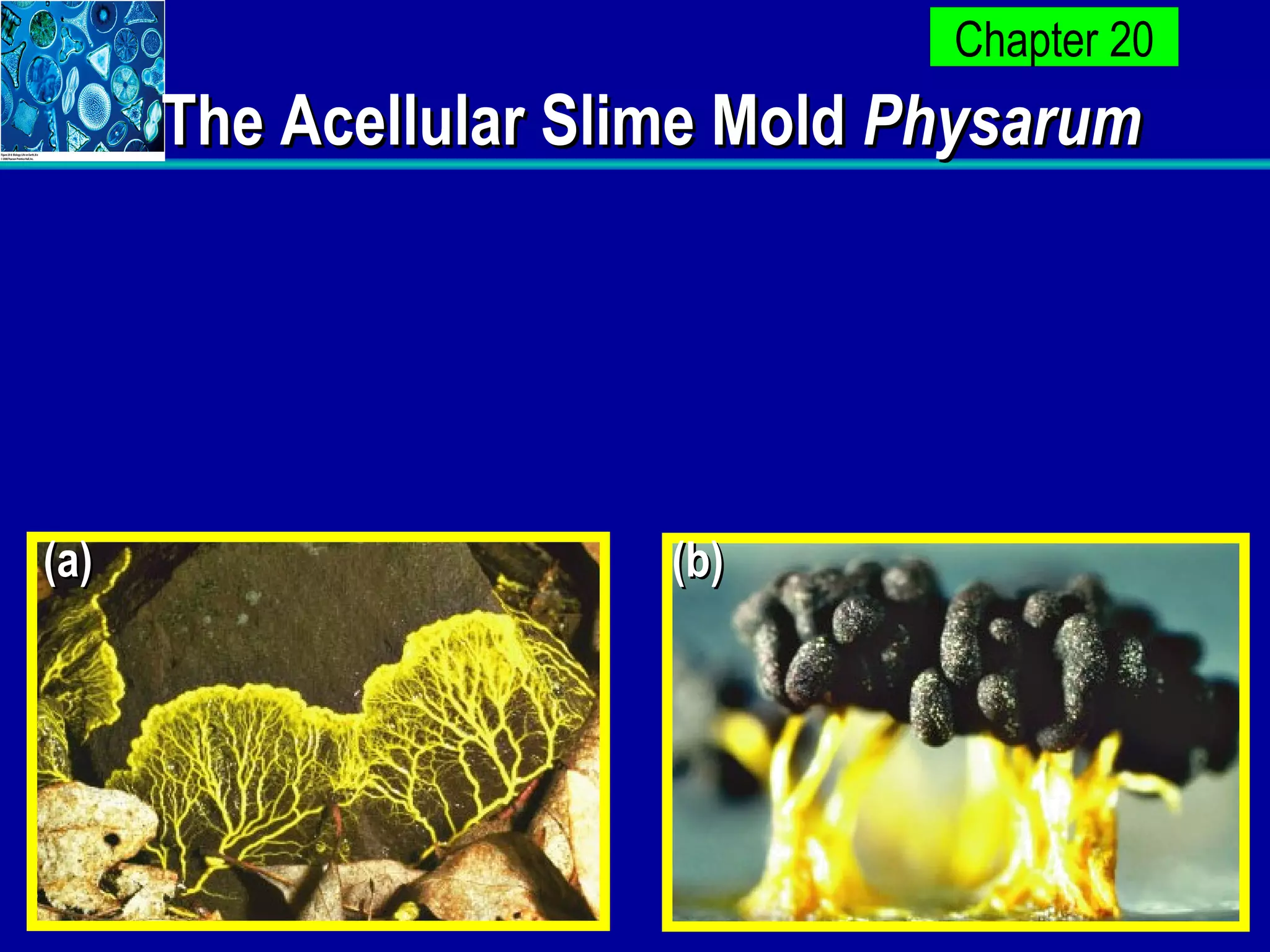The Acellular Slime Mold  Physarum (a) (b) 
