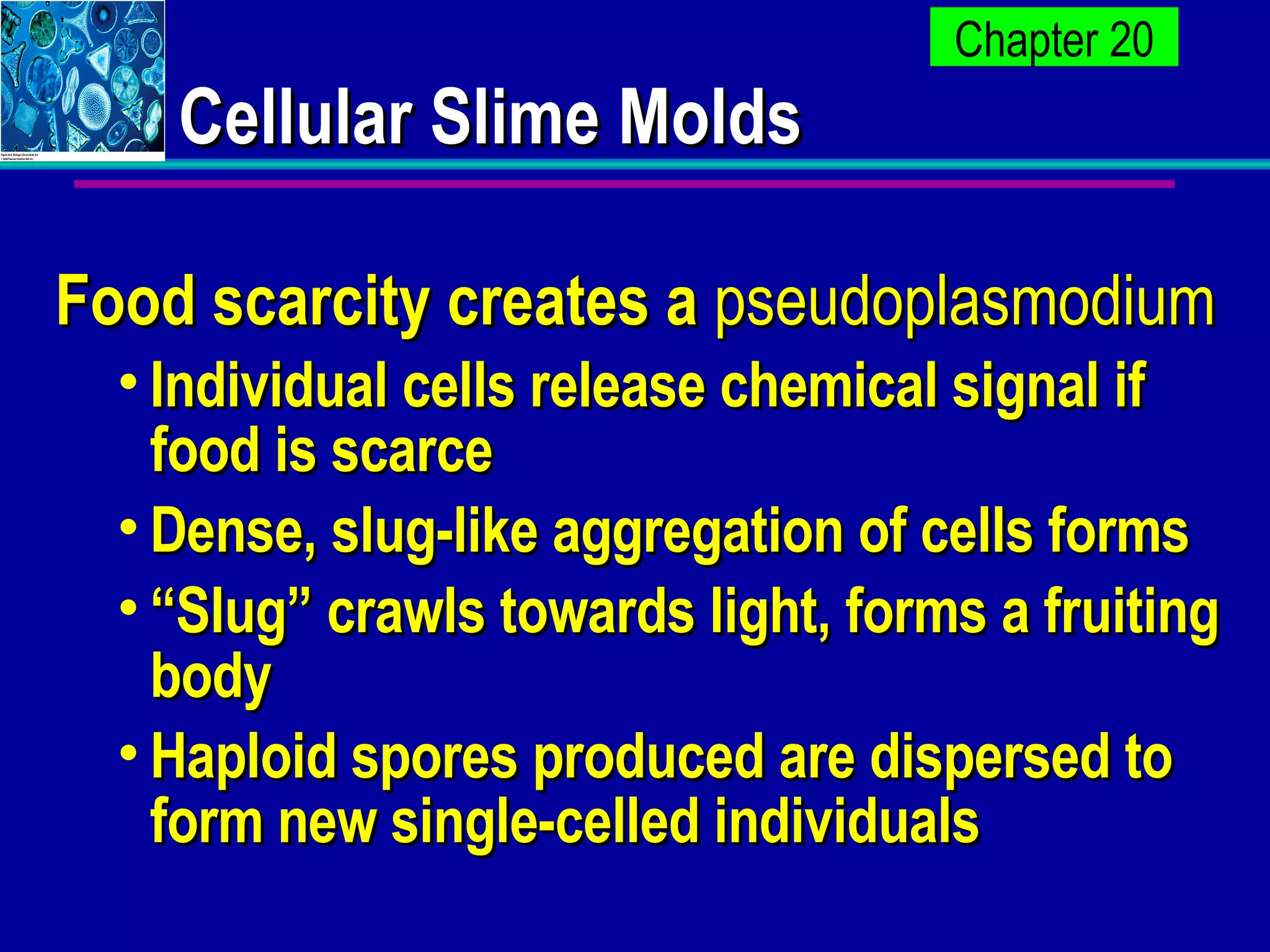 Cellular Slime Molds Food scarcity creates a  pseudoplasmodium Individual cells release chemical signal if food is scarce Dense, slug-like aggregation of cells forms “ Slug” crawls towards light, forms a fruiting body Haploid spores produced are dispersed to form new single-celled individuals 
