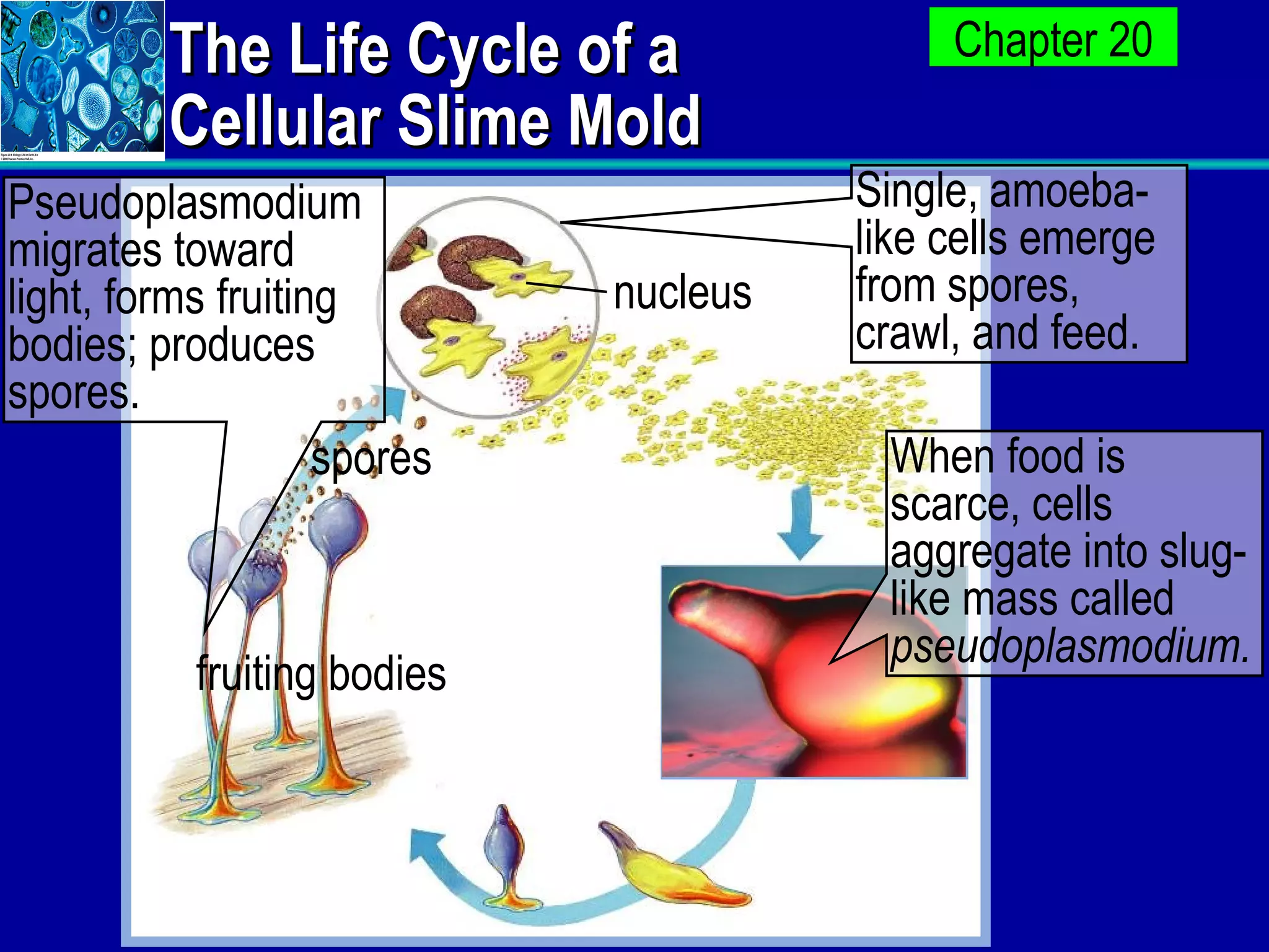 The Life Cycle of a Cellular Slime Mold Single, amoeba-like cells emerge from spores, crawl, and feed. When food is scarce, cells aggregate into slug-like mass called  pseudoplasmodium. Pseudoplasmodium migrates toward light, forms fruiting bodies; produces spores. fruiting bodies spores nucleus 