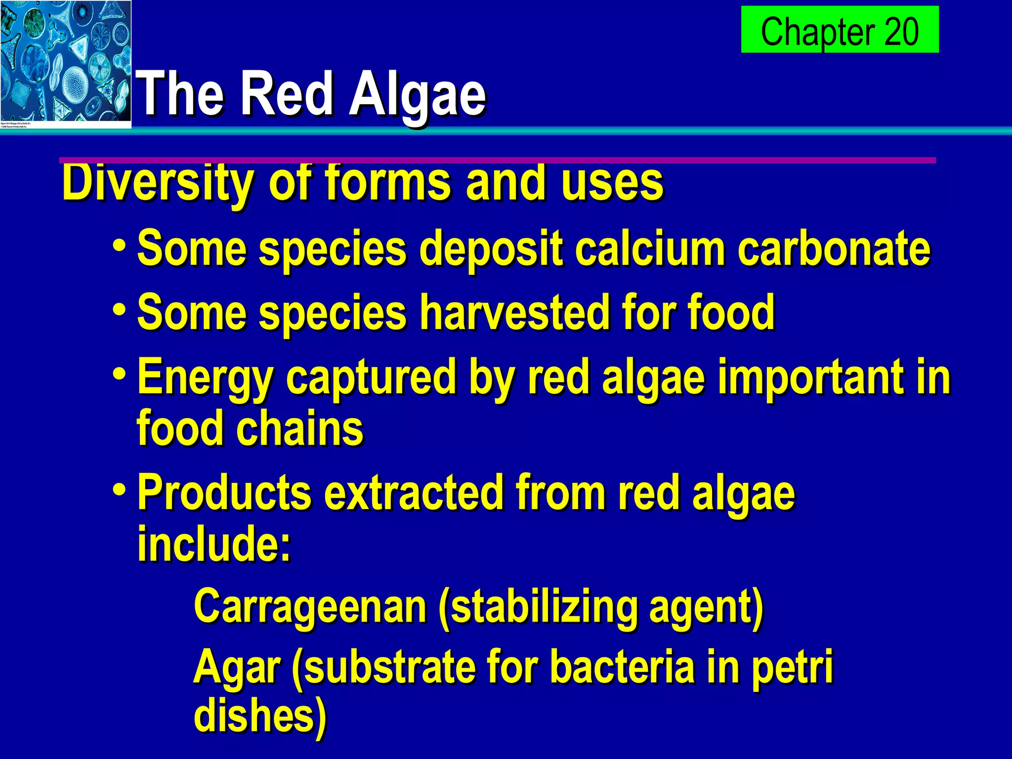 The Red Algae Diversity of forms and uses Some species deposit calcium carbonate Some species harvested for food  Energy captured by red algae important in food chains Products extracted from red algae include: Carrageenan (stabilizing agent) Agar (substrate for bacteria in petri dishes) 