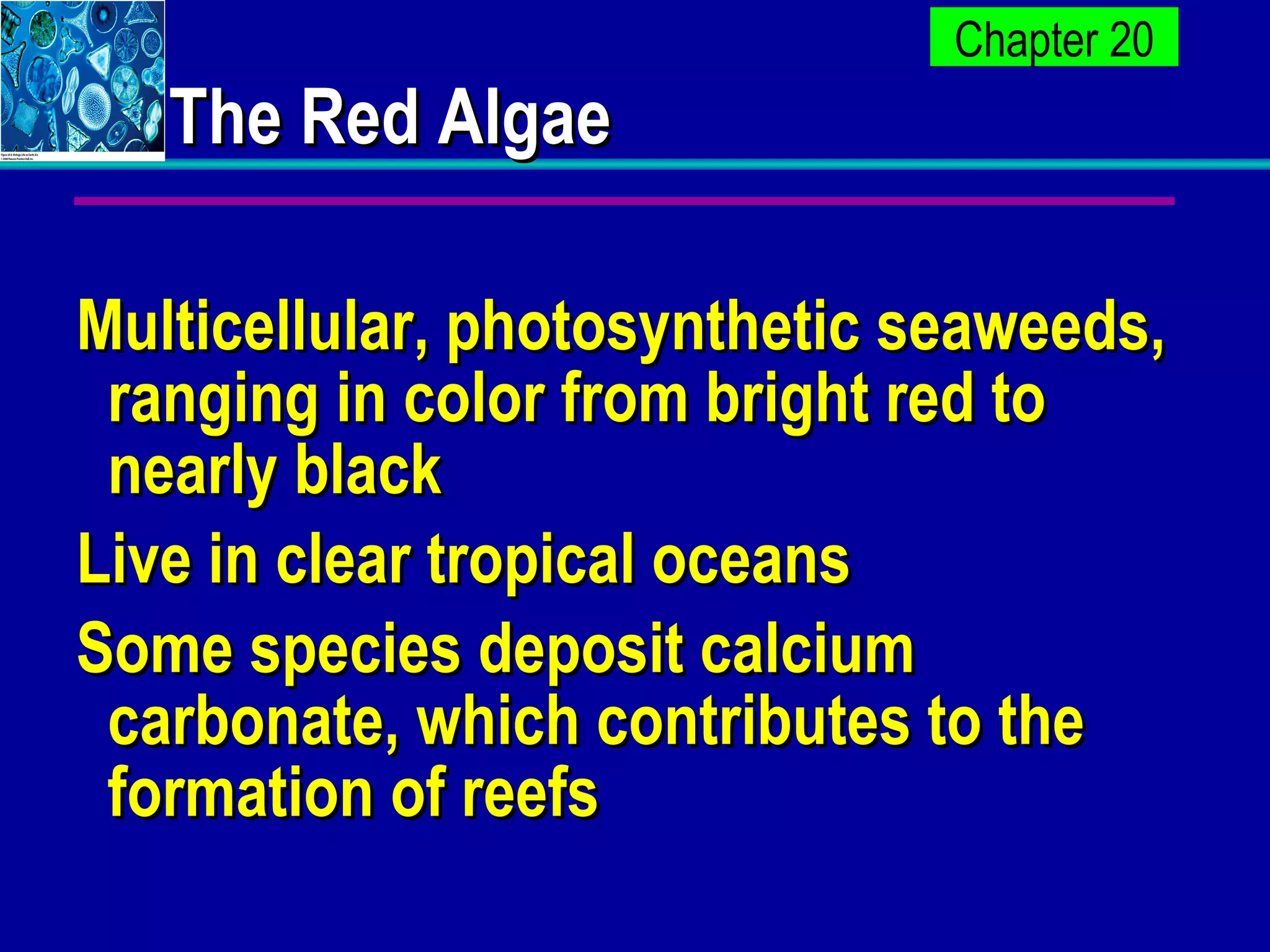 The Red Algae Multicellular, photosynthetic seaweeds, ranging in color from bright red to nearly black  Live in clear tropical oceans Some species deposit calcium carbonate, which contributes to the formation of reefs  