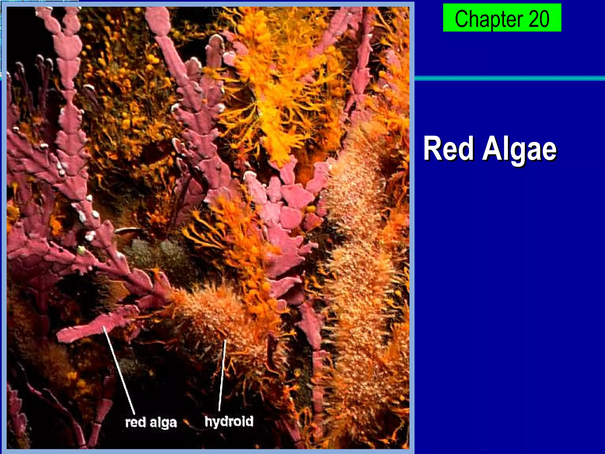 Red Algae 