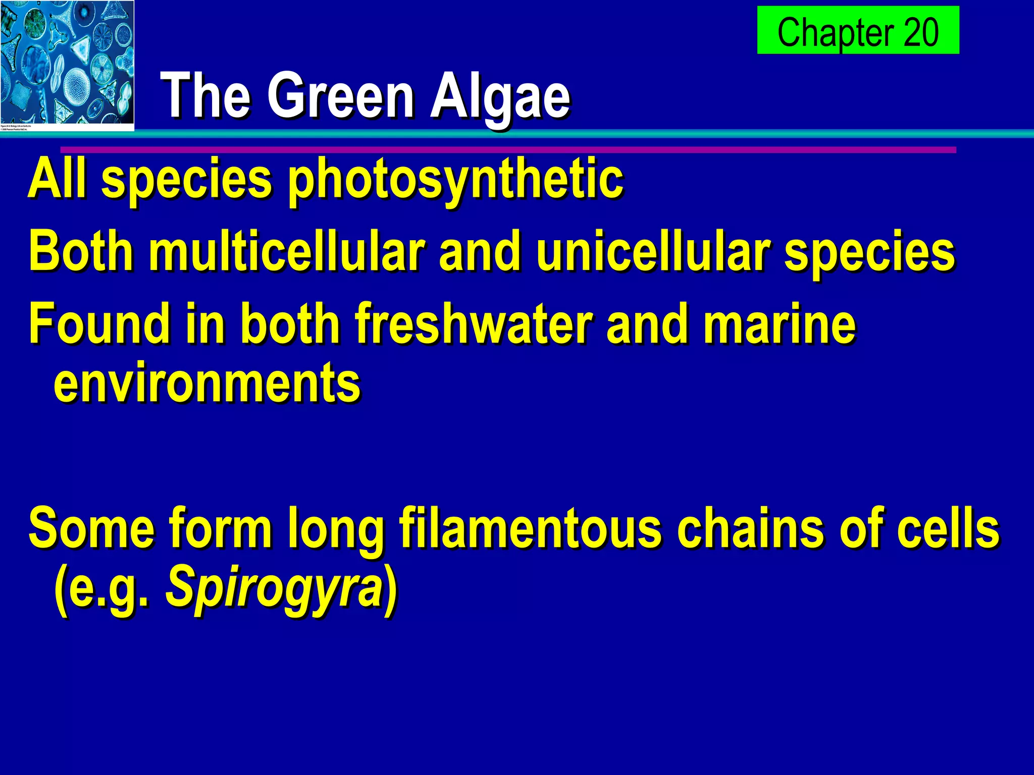 The Green Algae All species photosynthetic  Both multicellular and unicellular species Found in both freshwater and marine environments Some form long filamentous chains of cells (e.g.  Spirogyra ) 