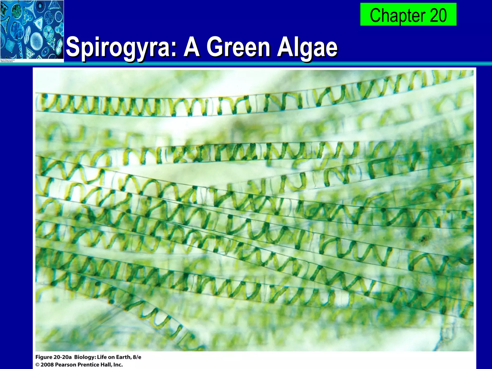 Spirogyra: A Green Algae 