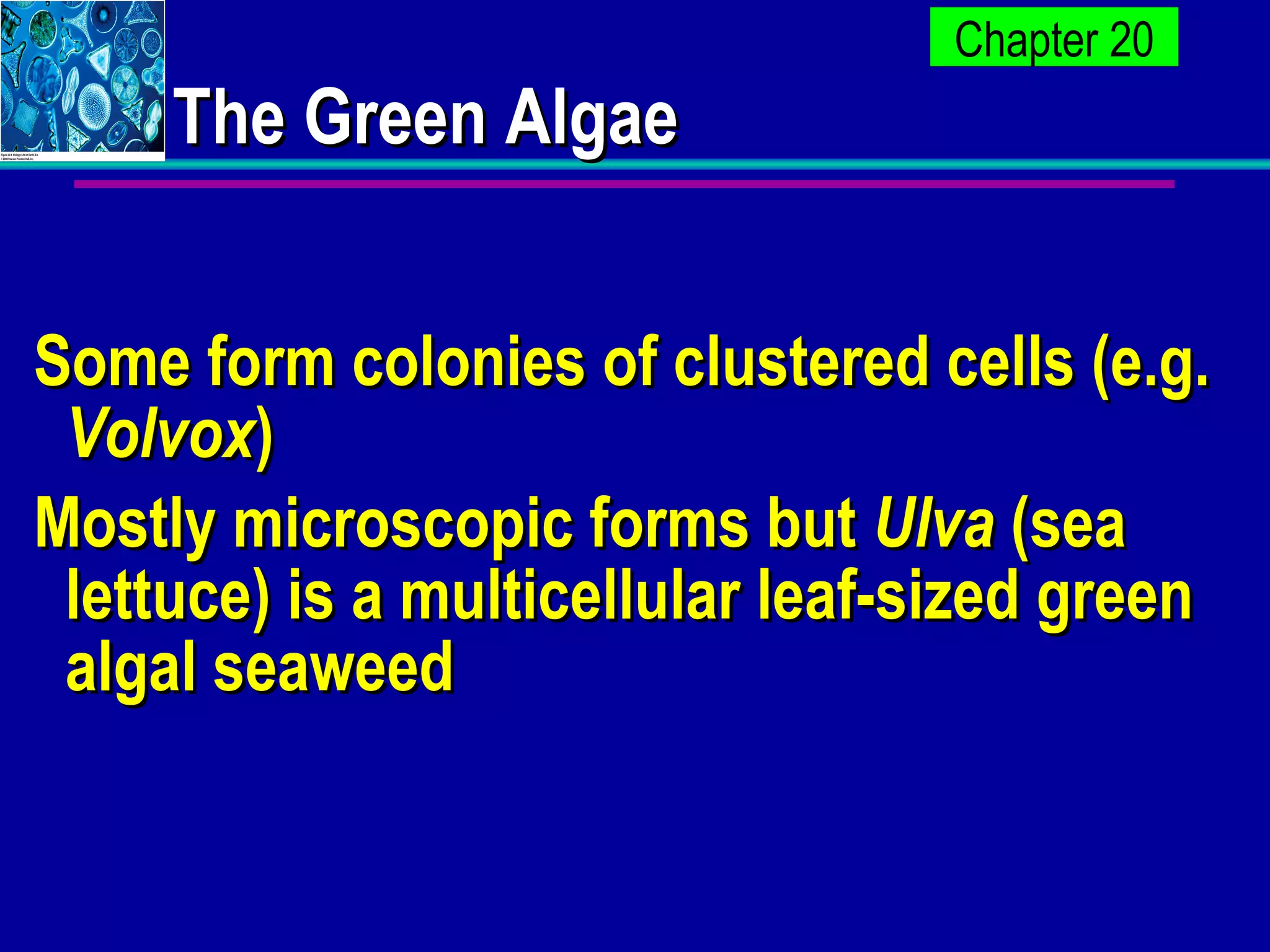 The Green Algae Some form colonies of clustered cells (e.g.  Volvox ) Mostly microscopic forms but  Ulva  (sea lettuce) is a multicellular leaf-sized green algal seaweed 