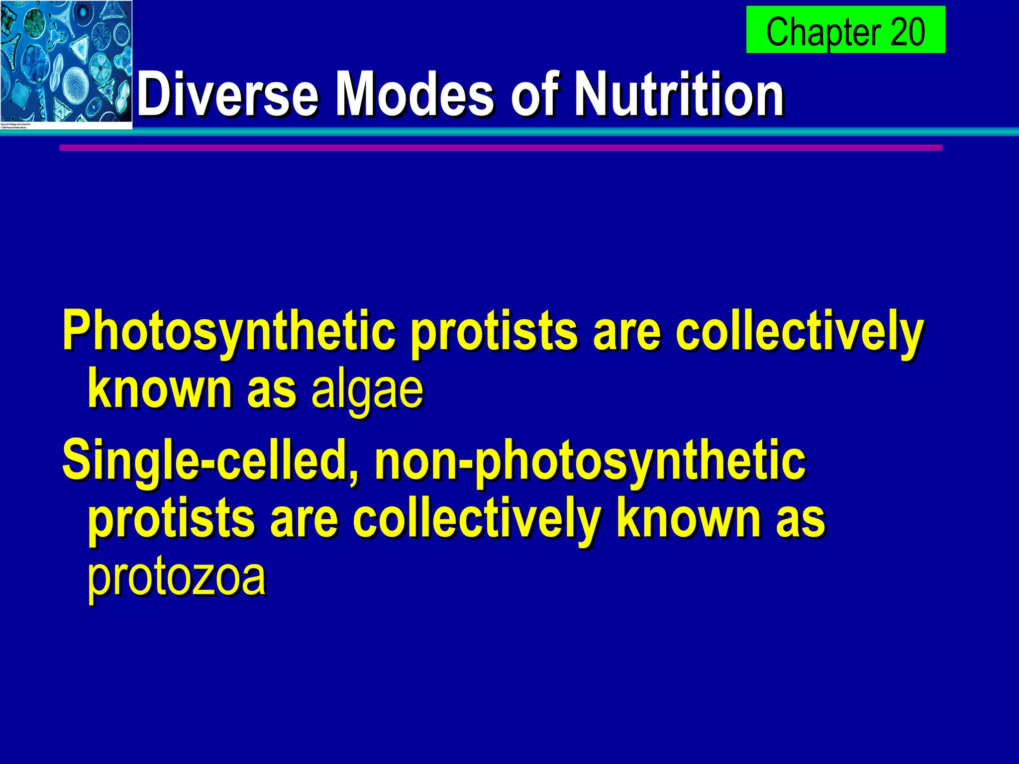 Diverse Modes of Nutrition Photosynthetic protists are collectively known as  algae   Single-celled, non-photosynthetic protists are collectively known as  protozoa   