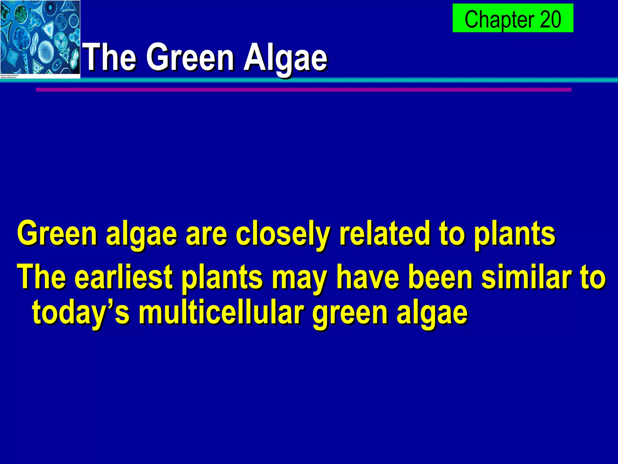 The Green Algae Green algae are closely related to plants The earliest plants may have been similar to today’s multicellular green algae 