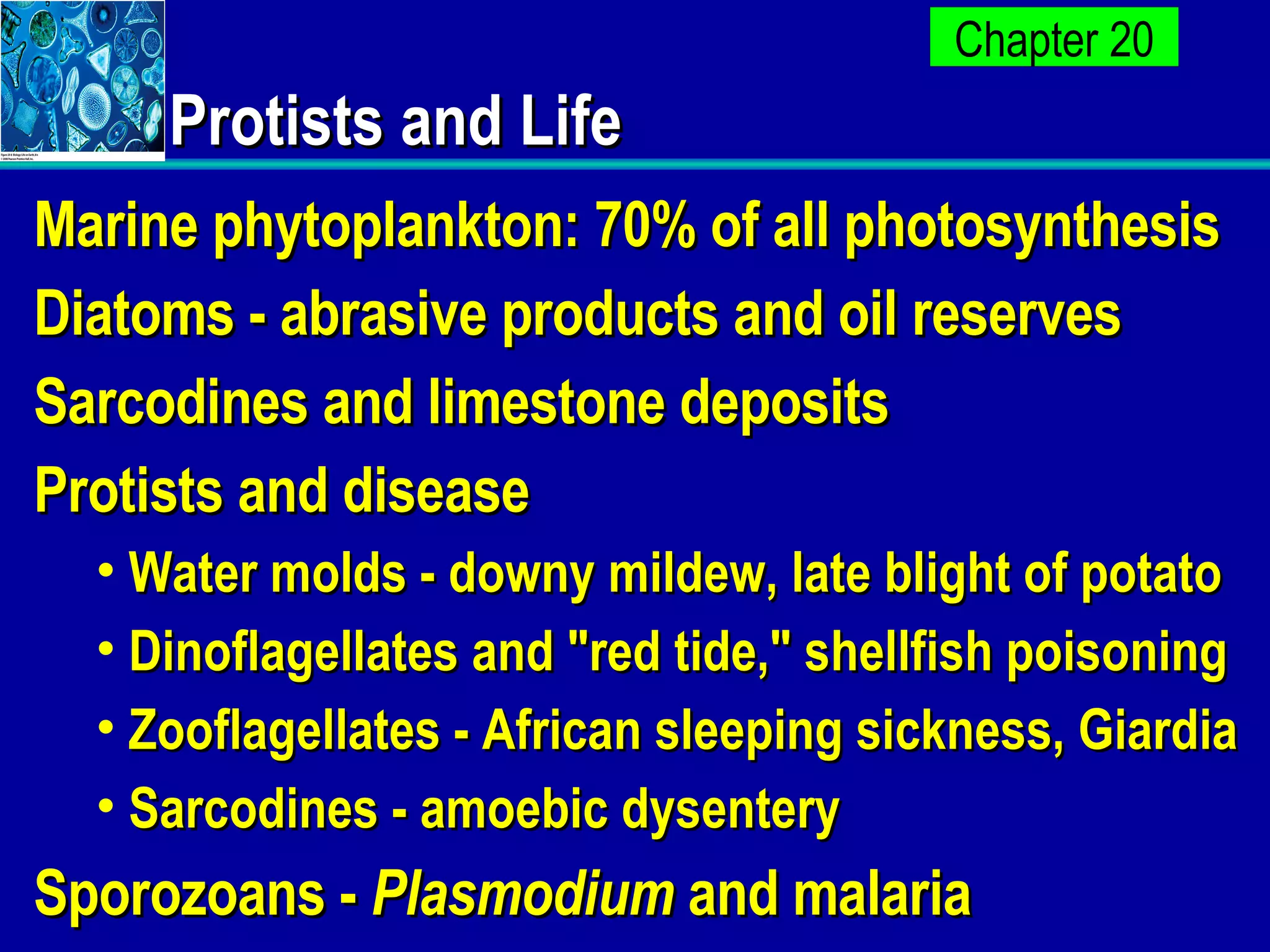 Protists and Life Marine phytoplankton: 70% of all photosynthesis Diatoms - abrasive products and oil reserves Sarcodines and limestone deposits Protists and disease Water molds - downy mildew, late blight of potato Dinoflagellates and &quot;red tide,&quot; shellfish poisoning Zooflagellates - African sleeping sickness, Giardia Sarcodines - amoebic dysentery Sporozoans -  Plasmodium  and malaria 