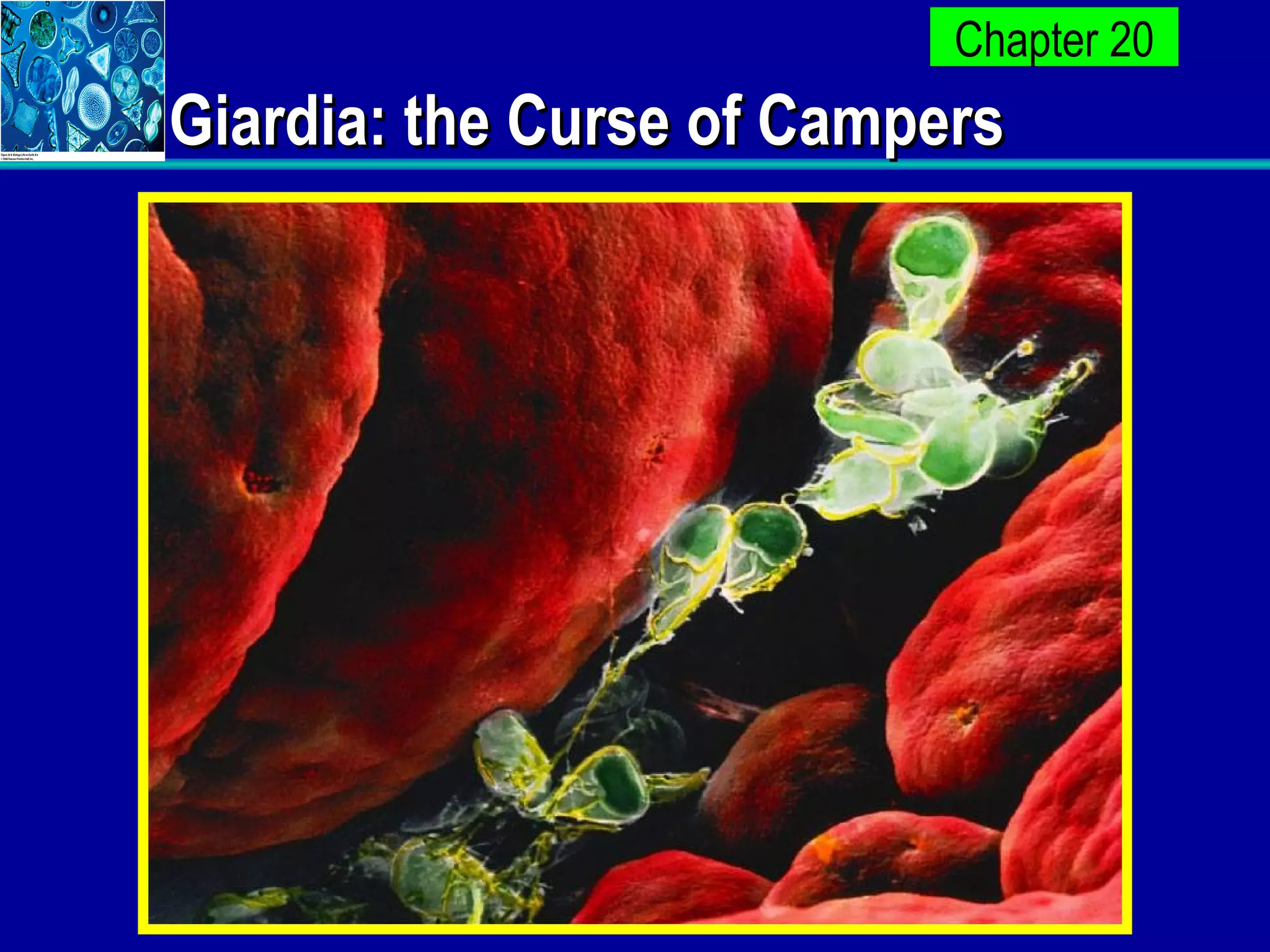 Giardia: the Curse of Campers 