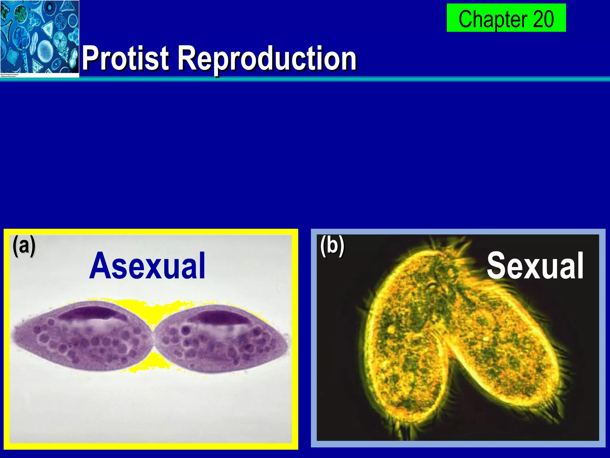 Protist Reproduction Asexual Sexual (a) (b) 