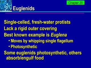 Euglenids <ul><li>Single-celled, fresh-water protists </li></ul><ul><li>Lack a rigid outer covering </li></ul><ul><li>Best...
