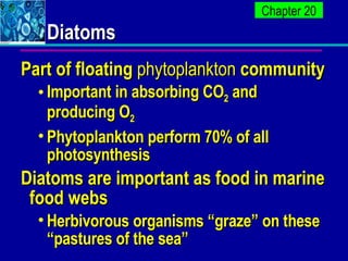 Diatoms <ul><li>Part of floating  phytoplankton  community </li></ul><ul><ul><li>Important in absorbing CO 2  and producin...