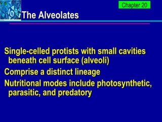 The Alveolates <ul><li>Single-celled protists with small cavities beneath cell surface (alveoli) </li></ul><ul><li>Compris...