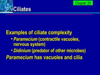 Ciliates <ul><li>Examples of ciliate complexity </li></ul><ul><ul><li>Paramecium  (contractile vacuoles, nervous system) <...