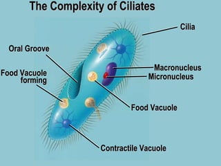 The Complexity of Ciliates Macronucleus Micronucleus Food Vacuole Oral Groove Contractile Vacuole Cilia Food Vacuole forming 
