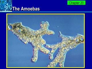 The Amoebas 