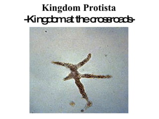 Kingdom Protista -Kingdom at the crossroads- 