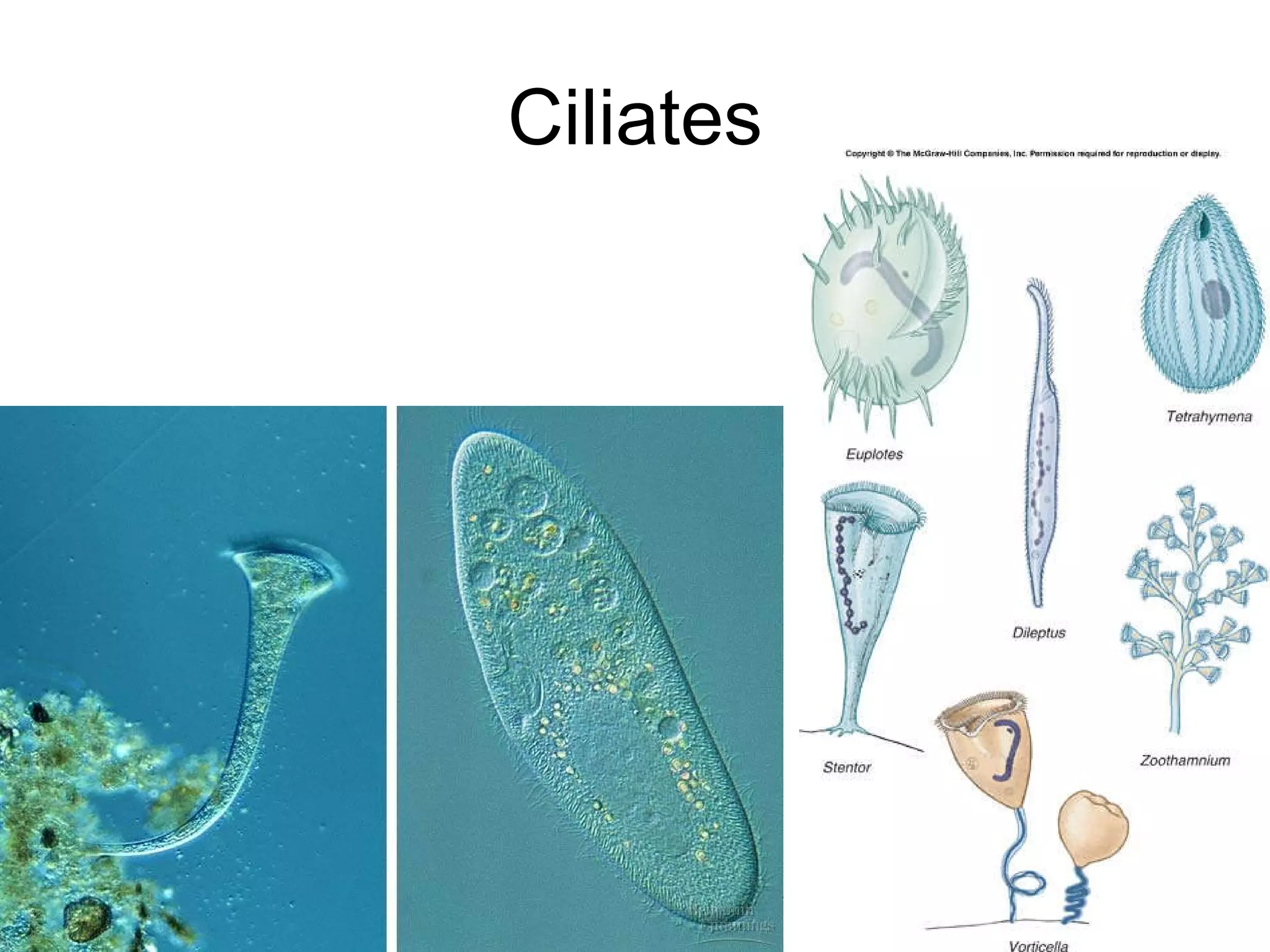 Ciliates 