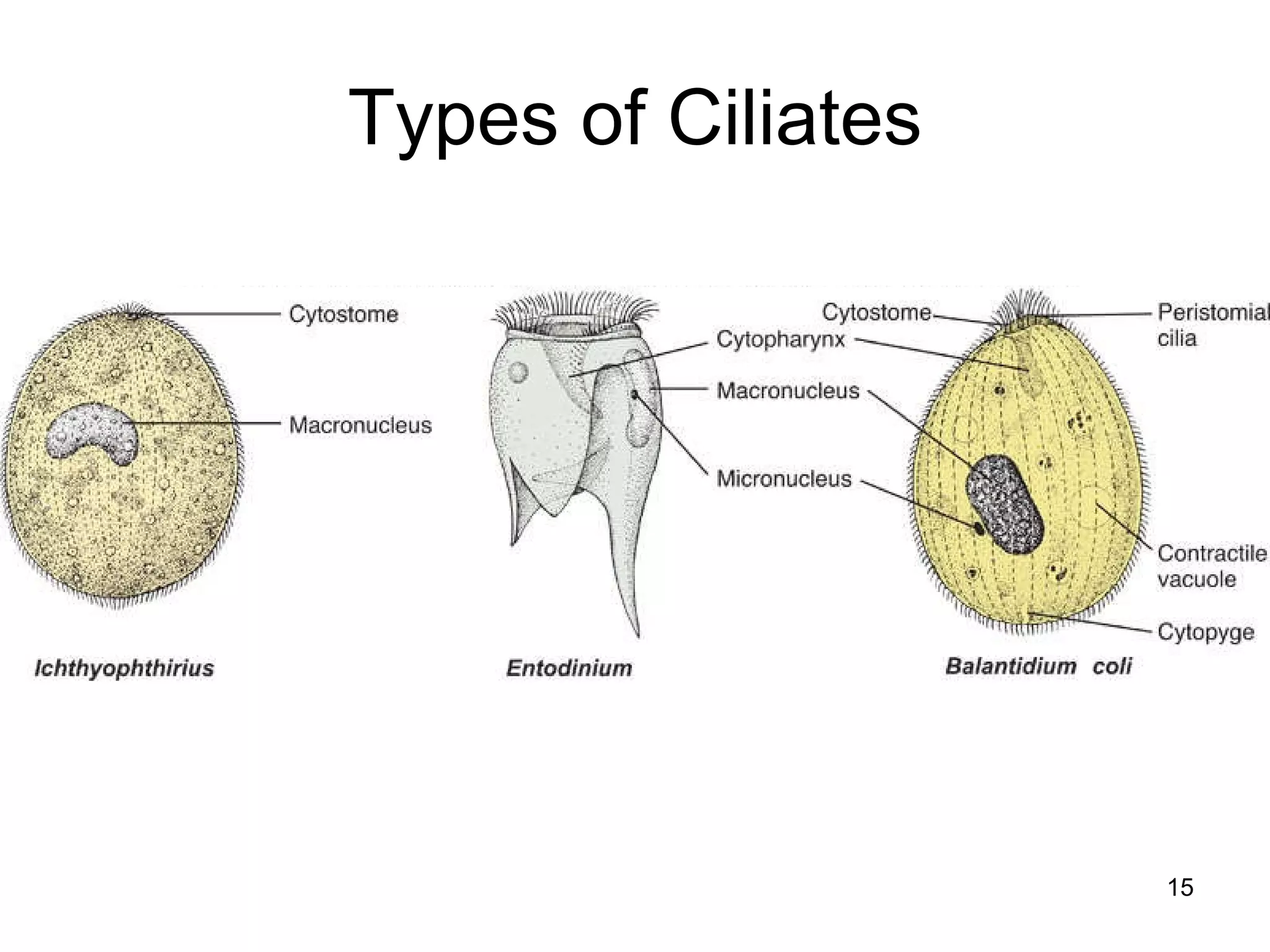 Types of Ciliates 