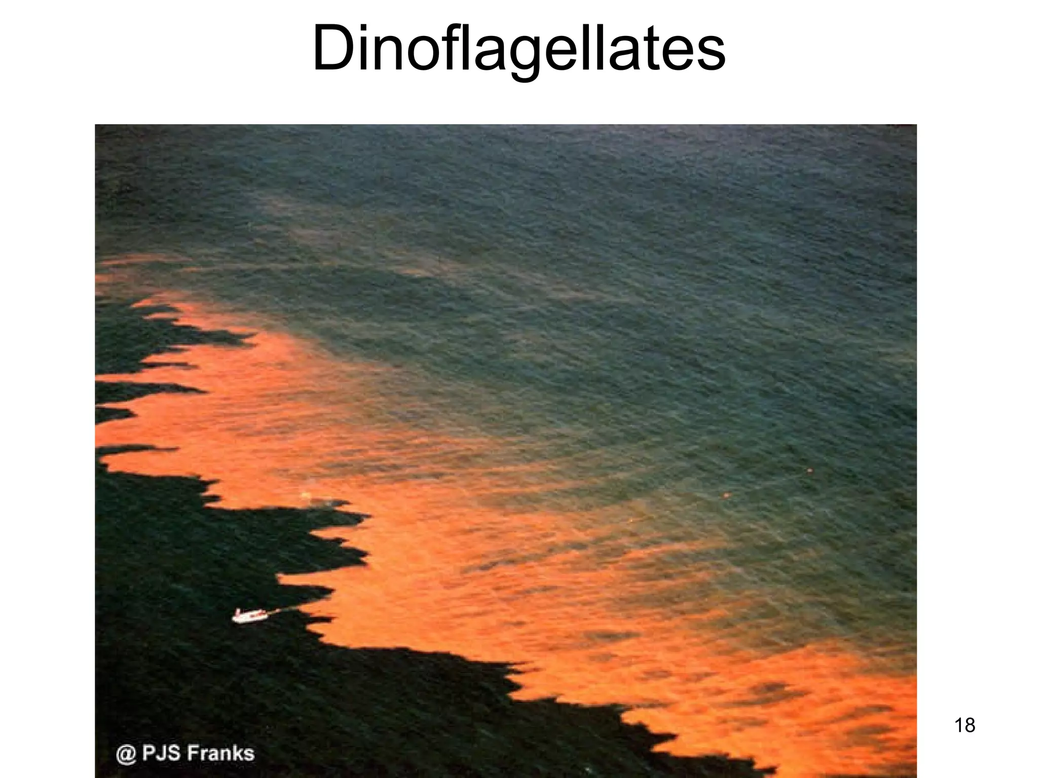 Dinoflagellates 