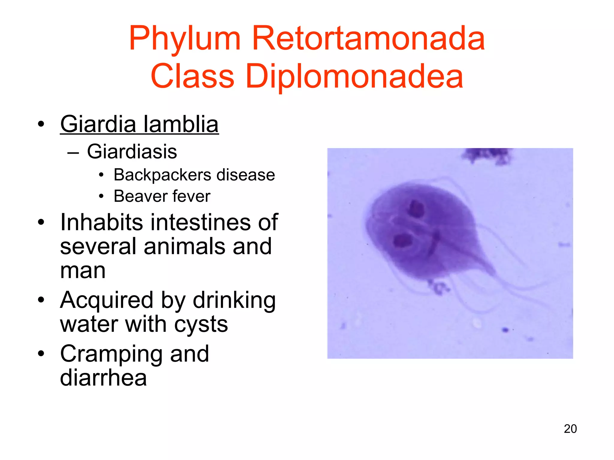 Phylum Retortamonada Class Diplomonadea Giardia lamblia Giardiasis Backpackers disease Beaver fever Inhabits intestines of several animals and man Acquired by drinking water with cysts Cramping and diarrhea 