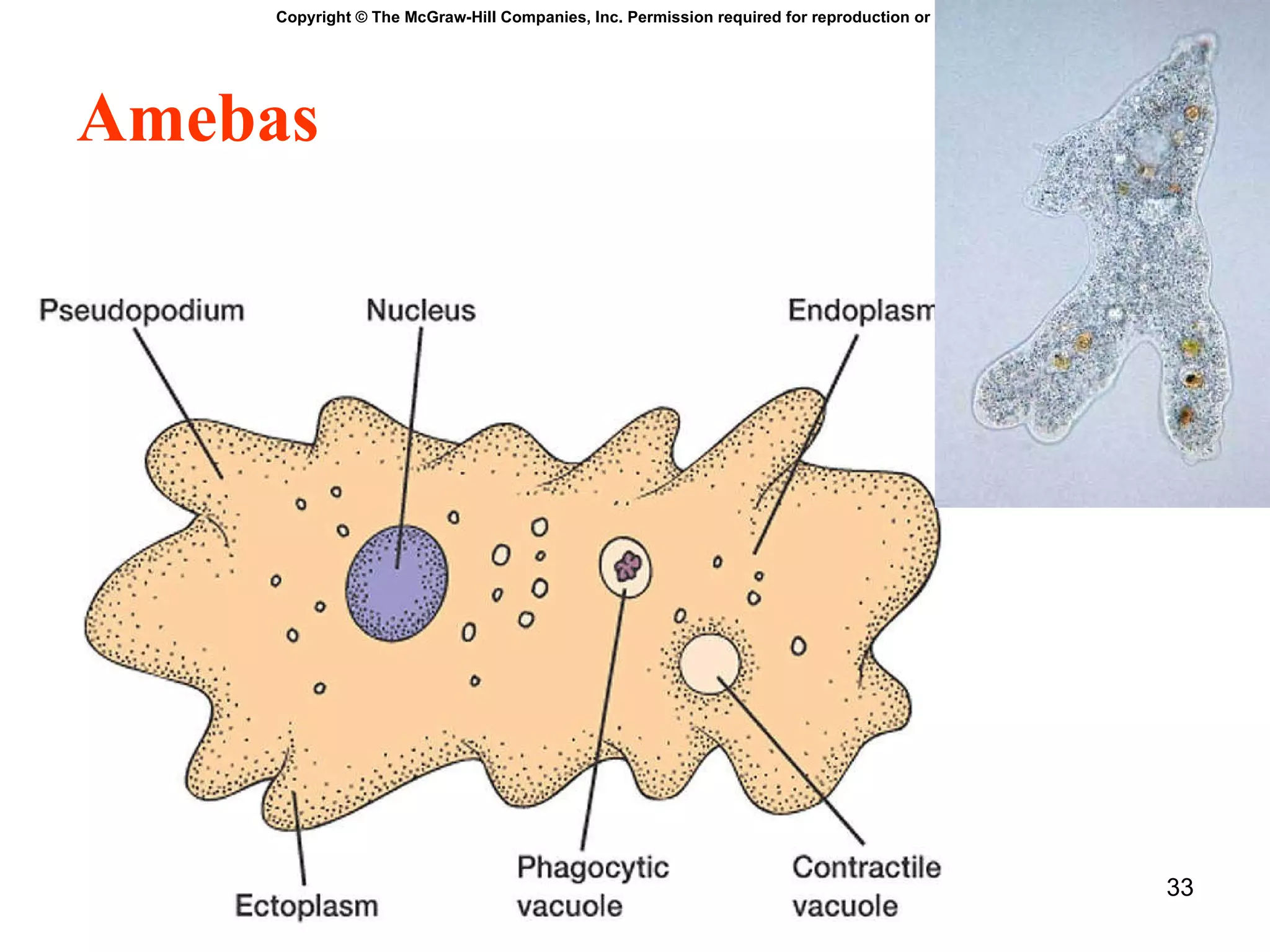 Copyright  © The McGraw-Hill Companies, Inc. Permission required for reproduction or display. Amebas 