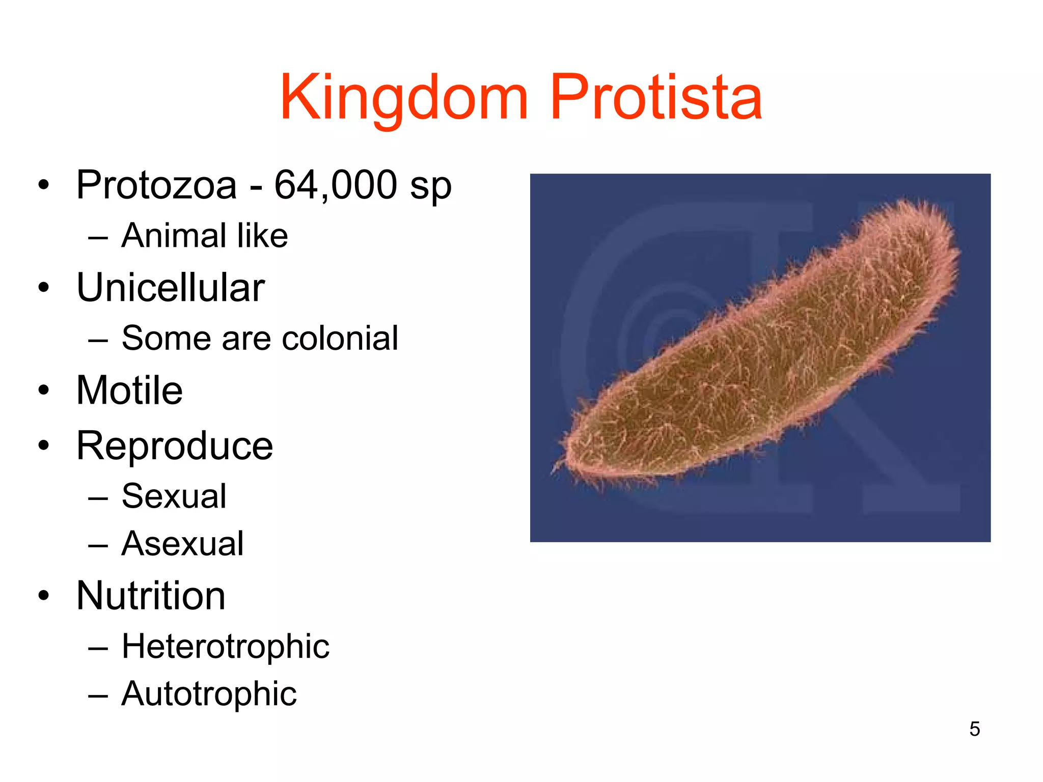 Kingdom Protista Protozoa - 64,000 sp Animal like Unicellular Some are colonial Motile Reproduce Sexual Asexual Nutrition Heterotrophic Autotrophic 