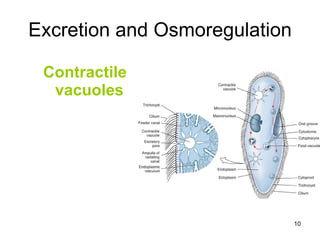 Excretion and Osmoregulation Contractile vacuoles 