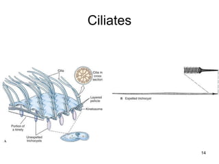 Ciliates 