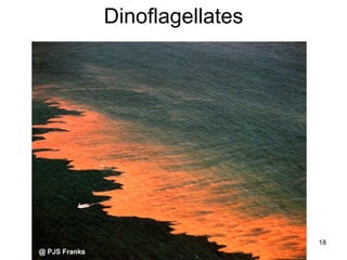 Dinoflagellates 