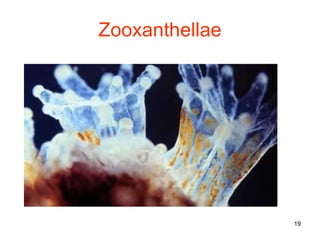 Zooxanthellae 