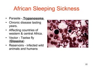 African Sleeping Sickness Parasite -   Trypanosoma   Chronic disease lasting years. Affecting countries of western & central Africa. Vector - Tsetse fly  ( Glossina ) Reservoirs - infected wild animals and humans 