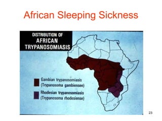 African Sleeping Sickness 