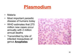 Plasmodium Malaria Most important parasitic disease of humans today WHO estimates that 270 million new cases occur annually with 2 million annual deaths Transmitted by bite of infected mosquitoes of genus  Anopheles 