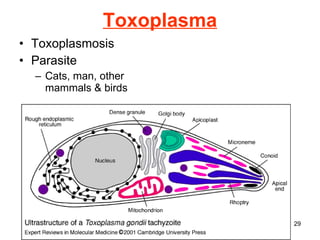 Toxoplasma Toxoplasmosis Parasite Cats, man, other mammals & birds 