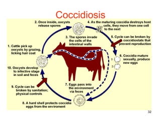 Coccidiosis 
