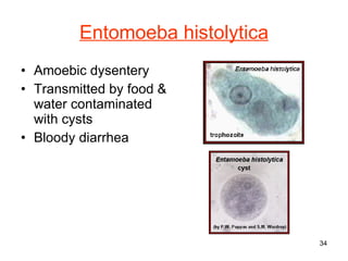 Entomoeba histolytica Amoebic dysentery Transmitted by food & water contaminated with cysts Bloody diarrhea 